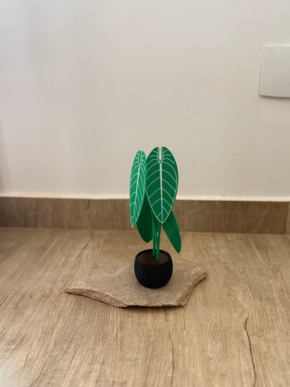 Planta Anthurium Waroqueanum Porta-Copos