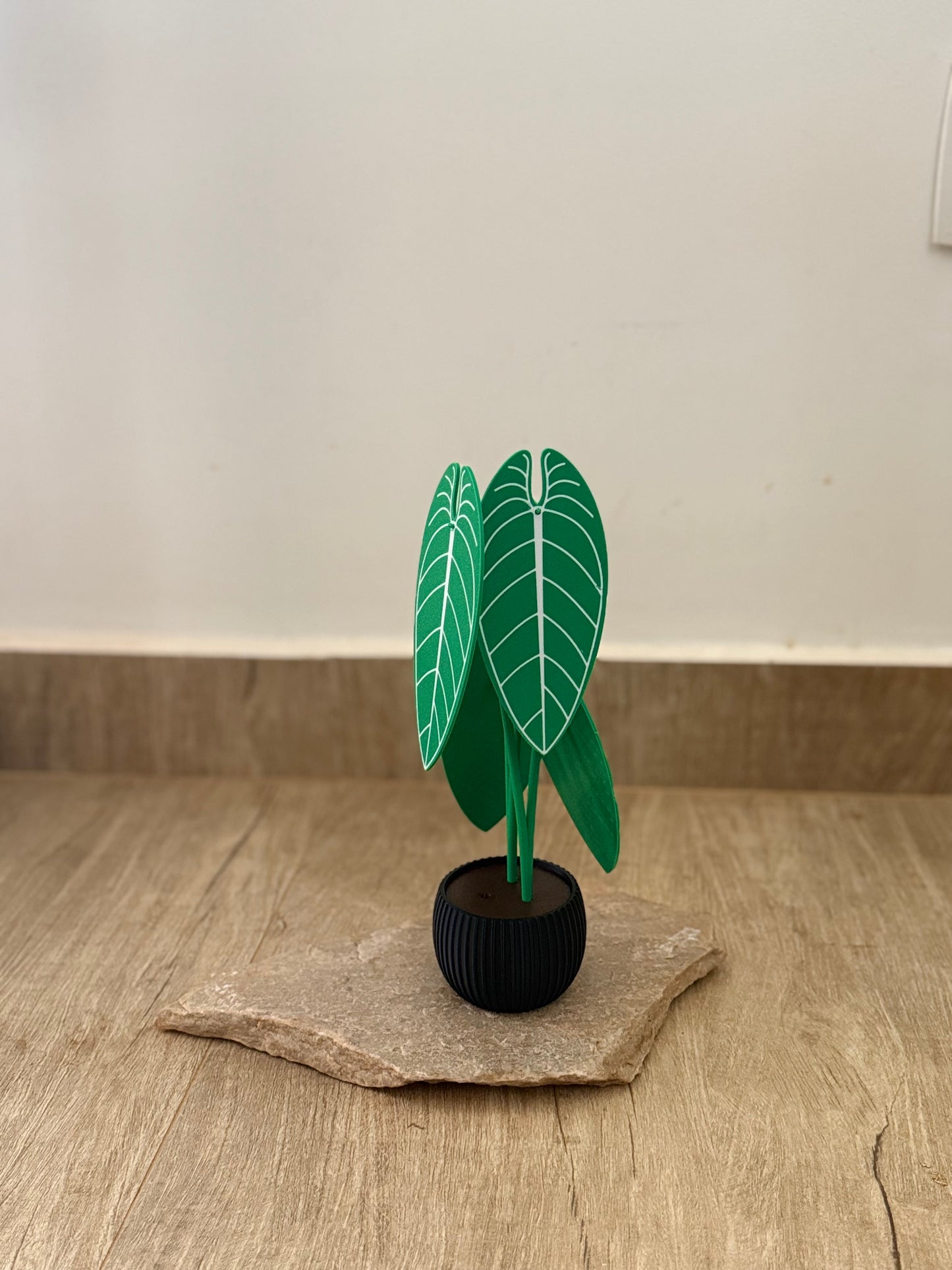 Planta Anthurium Waroqueanum Porta-Copos