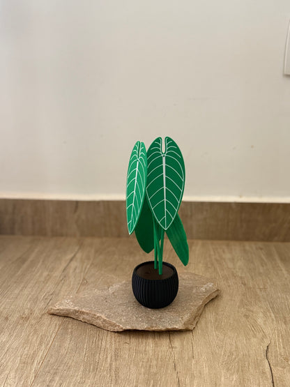 Planta Anthurium Waroqueanum Porta-Copos