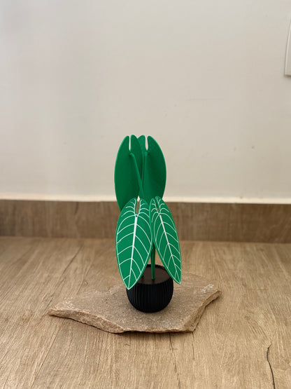 Planta Anthurium Waroqueanum Porta-Copos