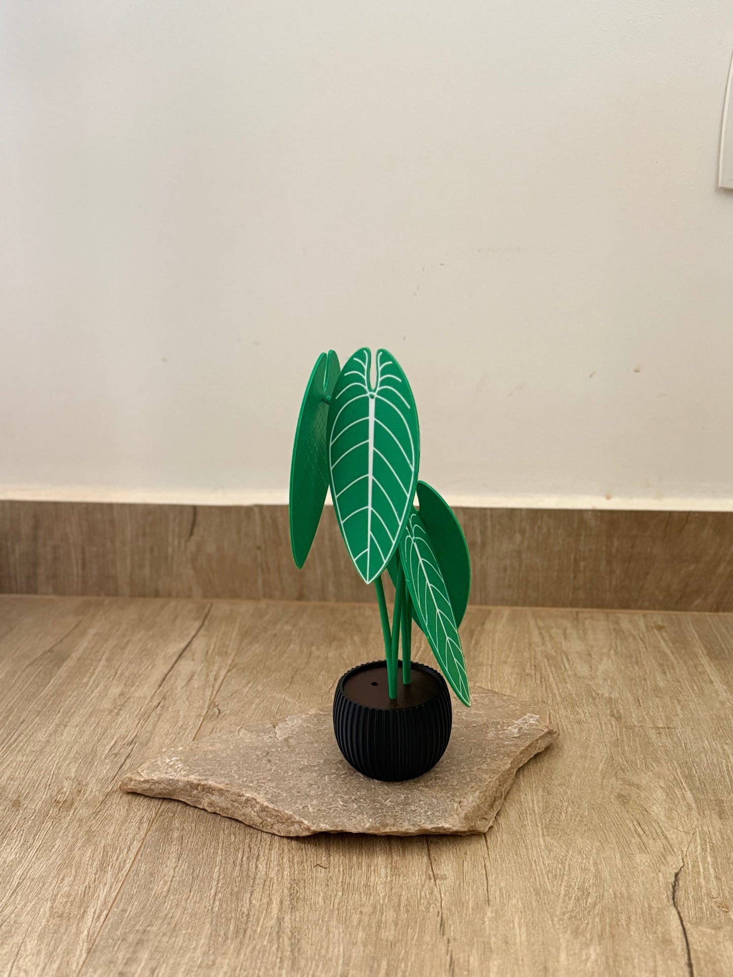 Planta Anthurium Waroqueanum Porta-Copos