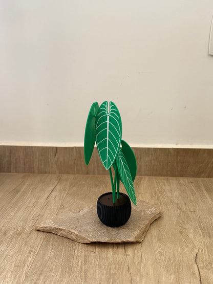 Planta Anthurium Waroqueanum Porta-Copos