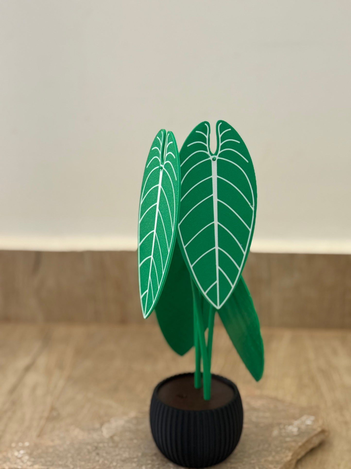 Planta Anthurium Waroqueanum Porta-Copos