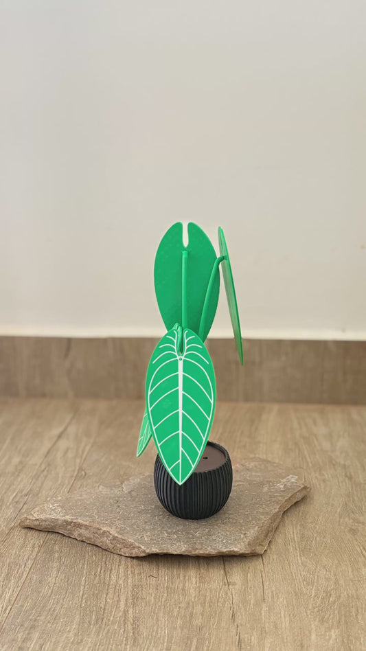 Planta Anthurium Waroqueanum Porta-Copos